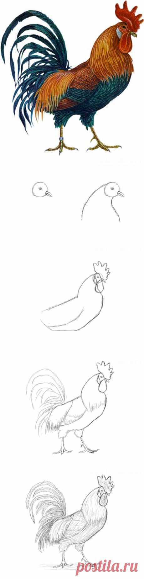 Рисуем петуха — Сделай сам, идеи для творчества - DIY Ideas