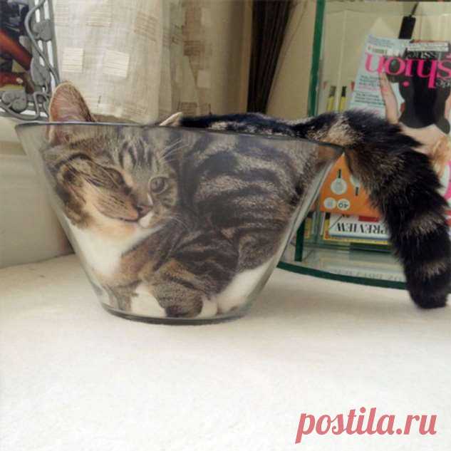 Ещё 21 фотодоказательство того, что кошки — это жидкость . Тут забавно !!!