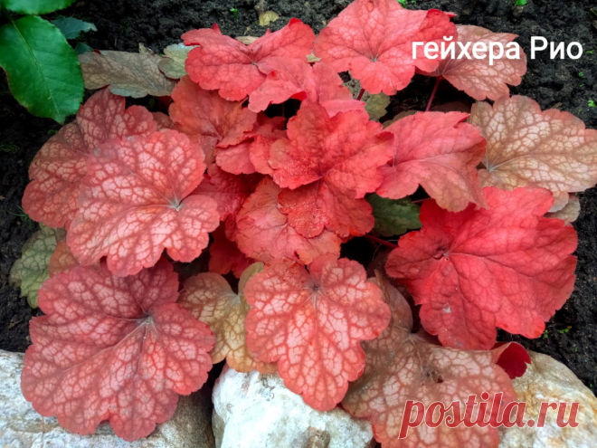 Почему после зимовки пропадают Geuchera. Когда поймешь, все в корне меняется + 10 фото моих красоток | Цветочная няша | Дзен