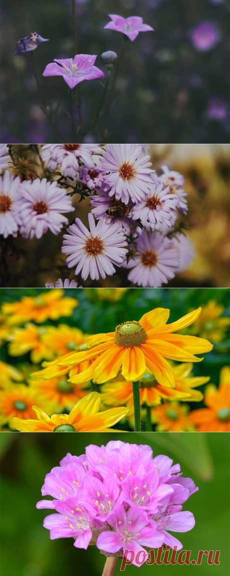 Цветы на даче цветущие все лето многолетники всегда радуют глаз