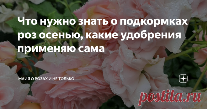 Что нужно знать о подкормках роз осенью, какие удобрения применяю сама Розы отдохнули и потихоньку начинают вторую волну цветения. Сейчас мы должны думать не только о том, как бы получить обильное цветение, но и, самое важное, начинать готовить их к зиме. Именно качественный и правильный уход за розами в августе и сентябре обеспечивает им надёжную зимовку. Здесь можно посмотреть как выглядели мои розы после снятия укрытия На что направлены осенние подкормки На формирование...