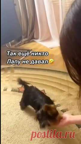 #среди собак есть юмористы😂😂👍