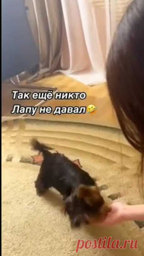 #среди собак есть юмористы😂😂👍