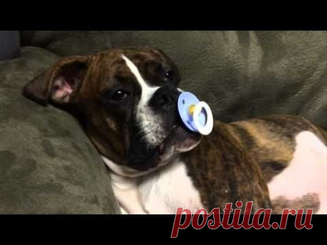 Princess Leia loves her pacifier.
