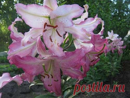 Почему мельчают лилии? | НА ЗАВАЛИНКЕ