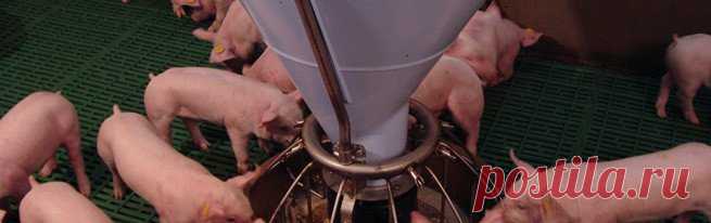 Откорм свиней в домашних условиях: комбикорм, премиксы, кормовые добавки, рацион