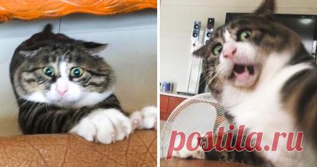 17 фото котика с человеческими эмоциями (Сохраните себе на случай плохого настроения) Котик Ах Фэй, чье имя переводится с китайского как «толстячок», имеет все шансы стать новой звездой интернета. Всему виной его эмоциональность. Не каждый человек может продемонстрировать на лице такой спектр чувств. Хозяйка кота Танг Чанг решила не прятать от мира своего любимца и завела ему страничку в инстаграме.