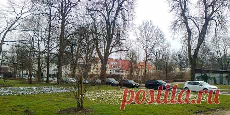 Цветы и кроты.
День невеселый, пасмурный, снимала дешевой мобилкой НОКИЯ, не обессудьте, но очень хотелось показать первые снятые крокусовые и подснежниковые поляны.