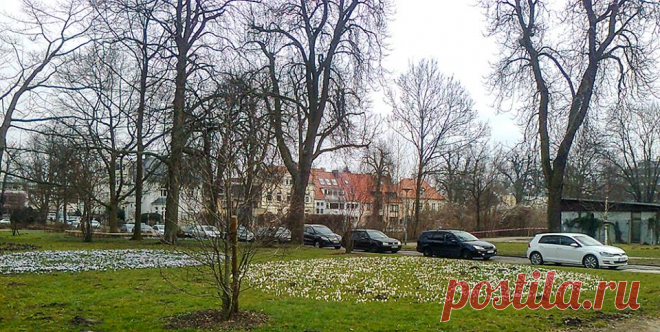 Цветы и кроты.
День невеселый, пасмурный, снимала дешевой мобилкой НОКИЯ, не обессудьте, но очень хотелось показать первые снятые крокусовые и подснежниковые поляны.