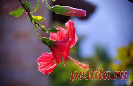 (+1) тема - Каркаде: польза, противопоказания, способы заваривания | Среда обитания
Каркаде – напиток из цветков гибискуса, произрастающего в Мексике, Таиланде, Египте, Судане. Вообще это растение имеет широкий спектр применения: некоторые его разновидности используются для привлечения пчел и бабочек, другие нашли применение в производстве бумаги. Мы же привыкли пить вкусный тонизирующий напиток из цветиков этого растения, который завоевал популярность не только благодаря своему вкусу, но и пол