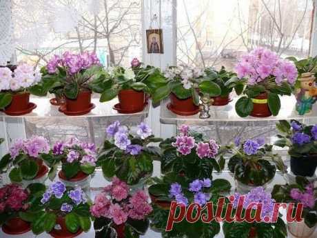 (60) Одноклассники