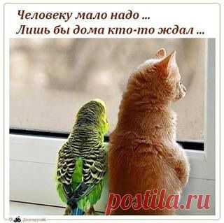 Человеку мало надо...
Лишь бы дома кто- то ждал...