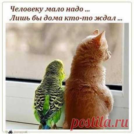 Человеку мало надо...
Лишь бы дома кто- то ждал...