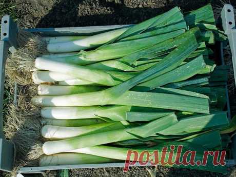Лук-порей, выращиваем на дачном участке.