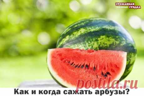 Бахчевые — неприхотливая культура, если обеспечить им надлежащий климат и питательную почву. Арбуз не требует сложного ухода, за исключением частого полива и прополки. Самостоятельно выращенные арбузы — свободный от нитратов продукт, к тому же, обойдутся они значительно дешевле. Но как и когда сажать арбузы, чтобы они выросли вкусными? Чтобы арбуз впитал в себя все необходимые компоненты, ему нужно достаточное количество солнечного света, тепла и влажности.
Время посадки а...