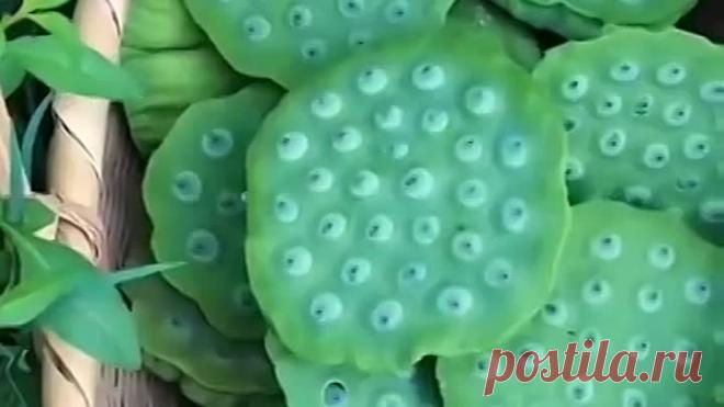 Как собирают семена лотоса