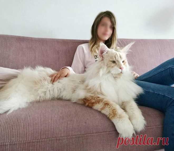 Насколько же они огромные, эти мейн-куны
