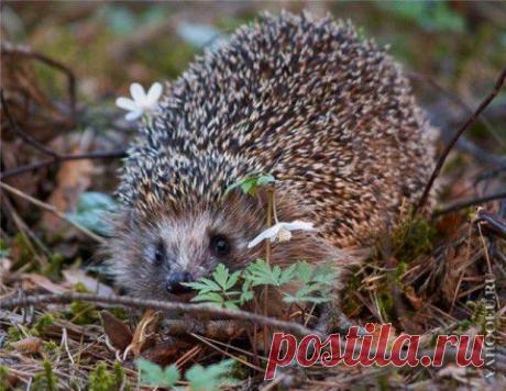 История о напрасной суете. | НАШ ГОРОДОК