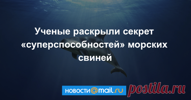 Ученые раскрыли секрет «суперспособности» морских свиней Лучшие военные гидролокаторы бледнеют по сравнению с возможностями эхолокации морских свиней, которые применяют свой сонар для отслеживания добычи, хищников и...