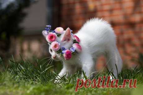 A Tribute to Kathrin K. - Image &amp; Photo by Fotobibi from Katzen - Photography (27809818) | fotocommunity