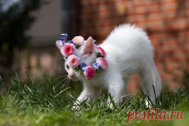 A Tribute to Kathrin K. - Image & Photo by Fotobibi from Katzen - Photography (27809818) | fotocommunity