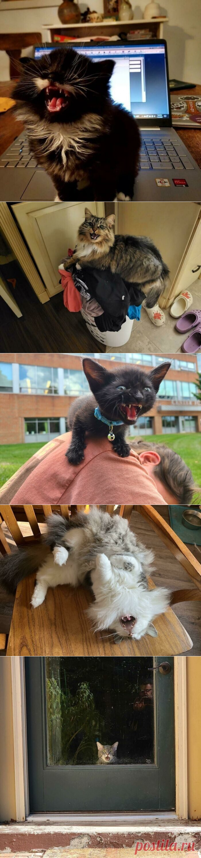 Коты, которым есть что сказать / Питомцы
