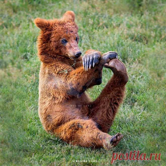 Самые красивыефотографии диких животных, которые мы когда- либо видели. / Bubr. ru
