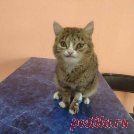 Кота с необычной мордой спасли в Новосибирске .