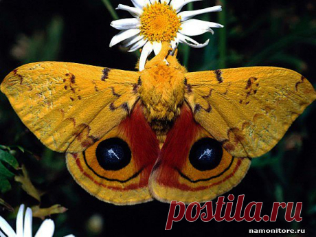Бабочка