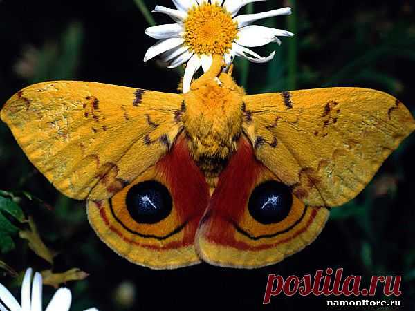 Бабочка