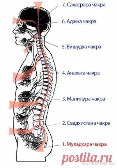 1 первая чакра - Муладхара (корневая чакра)