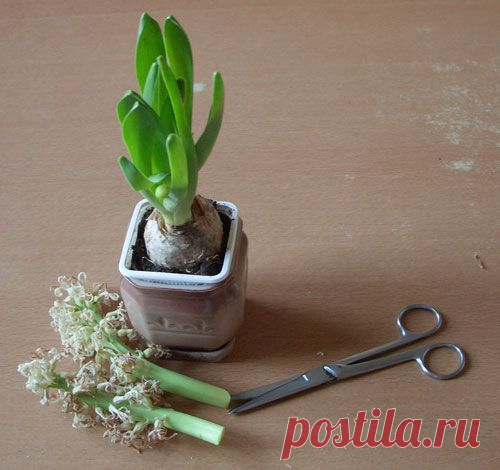 Гиацинт после цветения