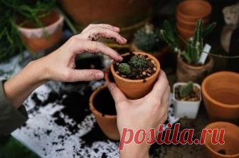 Правила пересадки суккулентов после покупки В цветочных магазинах растения продаются в специальном транспортировочном грунте, который не подходит для постоянного выращивания. После покупки необходимо пересаживать суккуленты в субстрат, соответс...