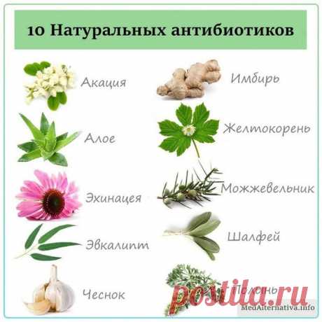 10 НАТУРАЛЬНЫХ АНТИБИОТИКОВ

Акация
Имбирь
Аллое
Желтокорень
Эхинацея
Можжевельник
Эвкалипт
Шалфей
Чеснок
Полынь

Дополняйте список в комментариях
 Больше полезных материалов на нашем сайте MedAlternativa.info
 Если вы считаете нашу работу полезной и готовы оказать финансовую помощь, можете перевести любую посильную сумму на Кошелёк Qiwi: +7 964 594 76 09 или Карту Тинькофф: 5536 9137 8660 1498 на имя Борис Гринблат

 Подписывайтесь на наши группы:
— YouTube https://youtub...