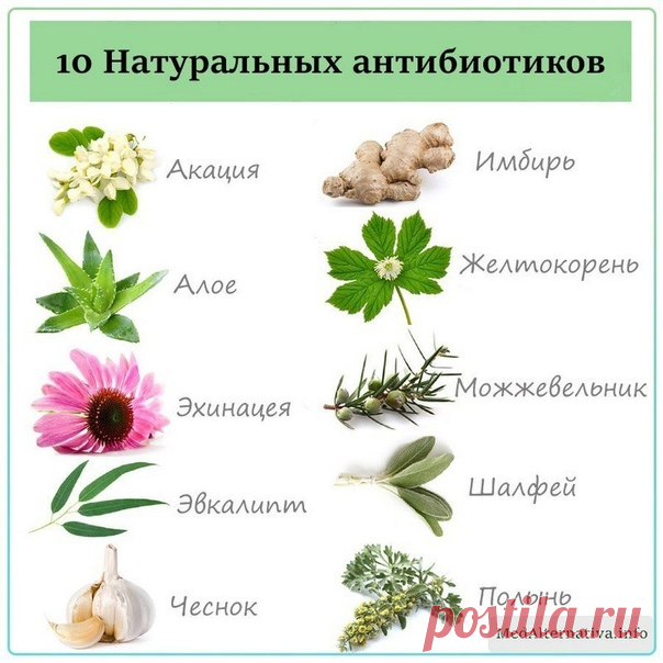 10 НАТУРАЛЬНЫХ АНТИБИОТИКОВ

Акация
Имбирь
Аллое
Желтокорень
Эхинацея
Можжевельник
Эвкалипт
Шалфей
Чеснок
Полынь

Дополняйте список в комментариях
 Больше полезных материалов на нашем сайте MedAlternativa.info
 Если вы считаете нашу работу полезной и готовы оказать финансовую помощь, можете перевести любую посильную сумму на Кошелёк Qiwi: +7 964 594 76 09 или Карту Тинькофф: 5536 9137 8660 1498 на имя Борис Гринблат

 Подписывайтесь на наши группы:
— YouTube https://youtub...