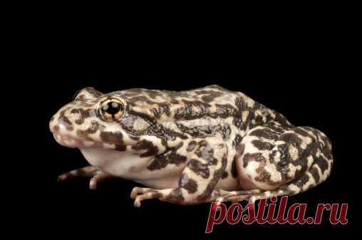 A Morph Of A Dying Poison Frog Dendrobates Tinctorius Stock Photo | Getty Images