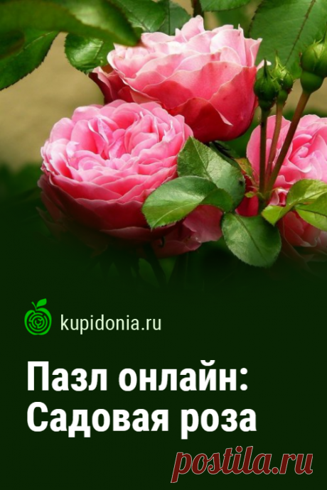 Пазл онлайн: Садовая роза. Красивый пазл онлайн с роскошной садовой розой. Собирай пазлы на сайте! Тренируй свой мозг!