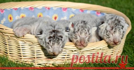В сафари-парке в Крыму родились редкие белые "королевские" тигрята