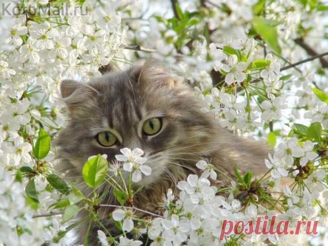 В цветочном раю