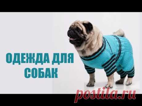 Одежда для маленьких собак крючком и спицами