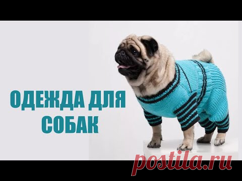 Одежда для маленьких собак крючком и спицами