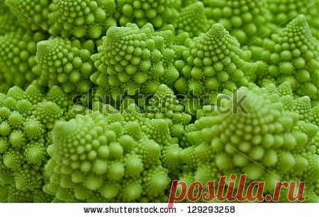 Fresh Green Cabbage Romanesco, Brassica Oleracea Сток-фотография: 129293258 : Shutterstock