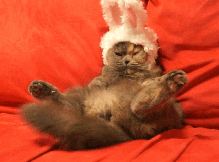 Двигающиеся картинки анимации животных на рабочий стол