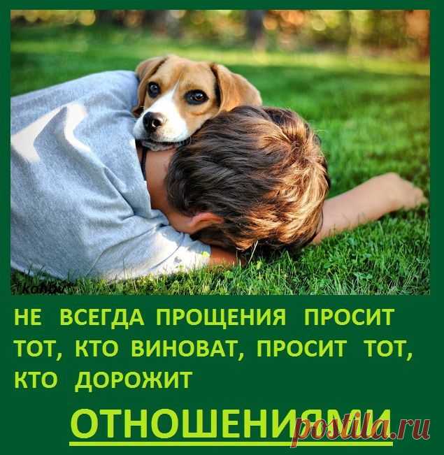 не всегда прощение просит тот, кто виноват просит тот, кто дорожит отношениями