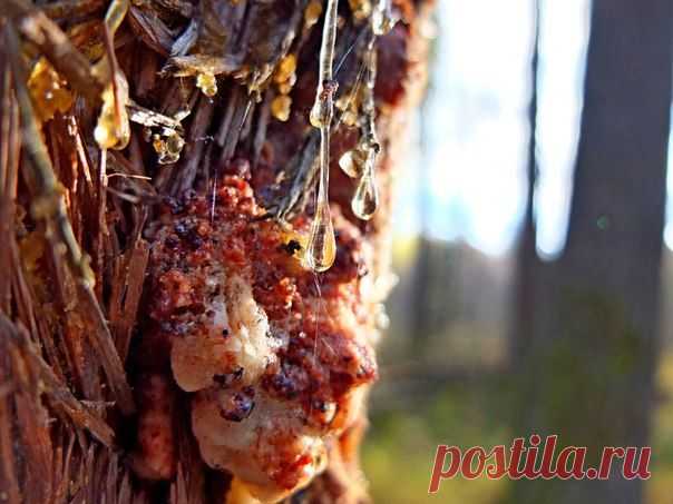 СОСНОВАЯ СМОЛА: клей, лечение ран и свеча