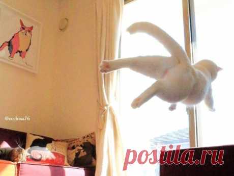 Кошачье лето