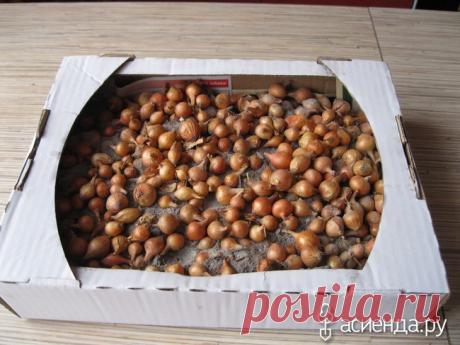 Хранение лука - севка до посева в грунт.: Группа Практикум садовода и огородника