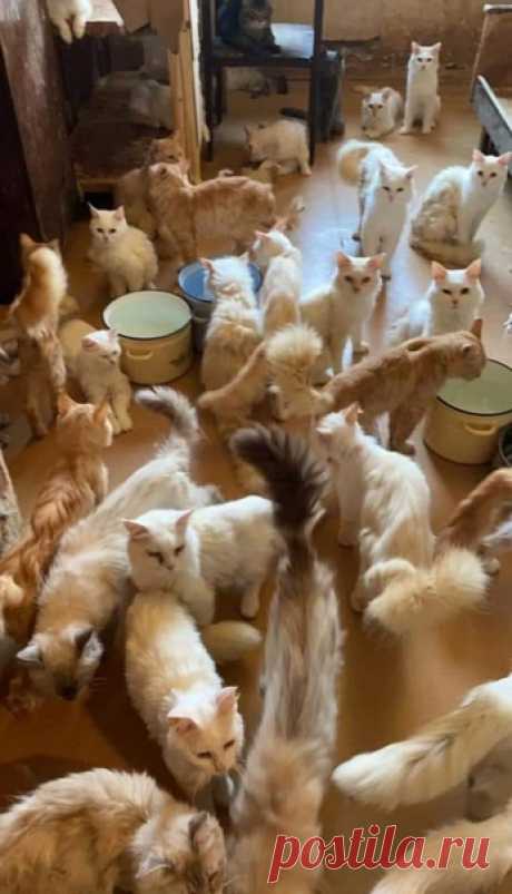 Запись на стене #усыпление_150_сибиряков  🆘ЭТО ПРОСТО КОШМАР !!!!  СЫН УМЕРШЕЙ ХОЗЯЙКИ ПИТОМНИКА - УСЫПЛЯЕТ 150! кошек!!!! 🆘🆘🆘Москва , Метро митино питомник ,,Страна Чудес. Заводчик умерла неделю назад зовут Марина. , ПРО ЭТУ ТРАГЕДИЮ РАССКАЗА ВЕТ ВРАЧ!!!  SOS! 🆘 у меня умерла знакомая заводчица сибирских кошек, остались 150 кошек и котов, все породистые, питомник  ( есть сайт)....   НАДО СПАСАТЬ КОТИКОВ!  тел для связи - ☎☎☎ +7 909 905-83-38 Елена