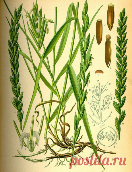 Пырей: Невероятные целебные свойства, о которых мало кто знает
Народные названия: корень-трава, собачья трава, червь-трава, житняк, собачий зуб, житец, понырь, ржанец, житвец, ортанец, дандур. Народная медицина — рецепты, советы, способы, cекреты и народные средства.