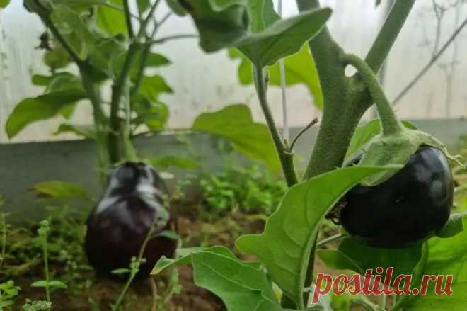 Всё о выращивании баклажанов: от выбора семян до сбора урожая. ырастить здоровые и сочные баклажаны поможет приведенная ниже инструкция.